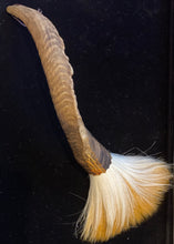 Load image into Gallery viewer, Rams Horn with Yak Hair Traditional Duster